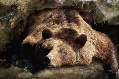 Filman a un oso saliendo de su hibernación y las redes explotaron: ¿te sentís identificado?