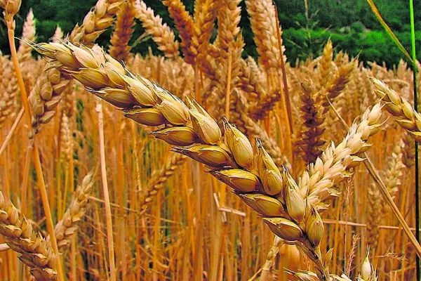 La falta de lluvias complica las intenciones de siembra de trigo