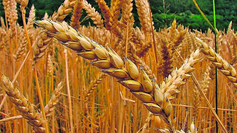 La falta de lluvias complica las intenciones de siembra de trigo