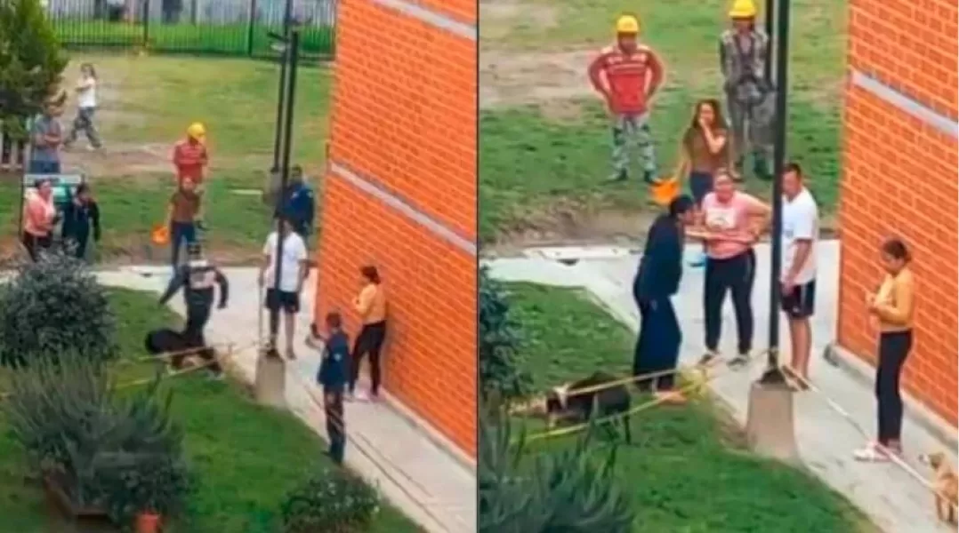 Perros potencialmente peligrosos: cuáles son y qué dice la ley en Tucumán