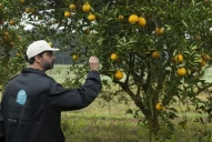 HBL: el Senasa amplió áreas bajo cuarentena en Corrientes y Misiones