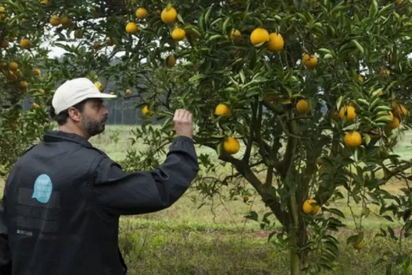 HBL: el Senasa amplió áreas bajo cuarentena en Corrientes y Misiones