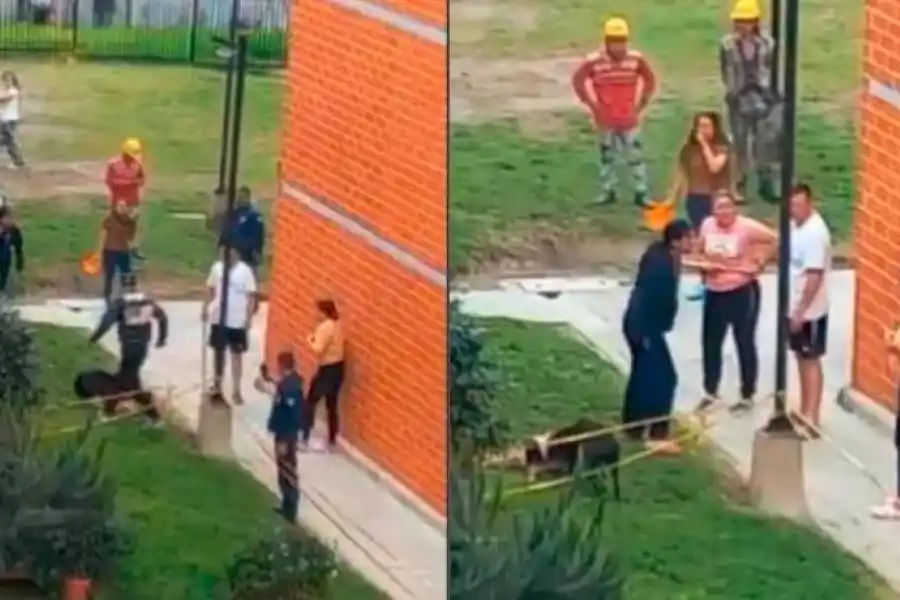 Perros potencialmente peligrosos: cuáles son y qué dice la ley en Tucumán