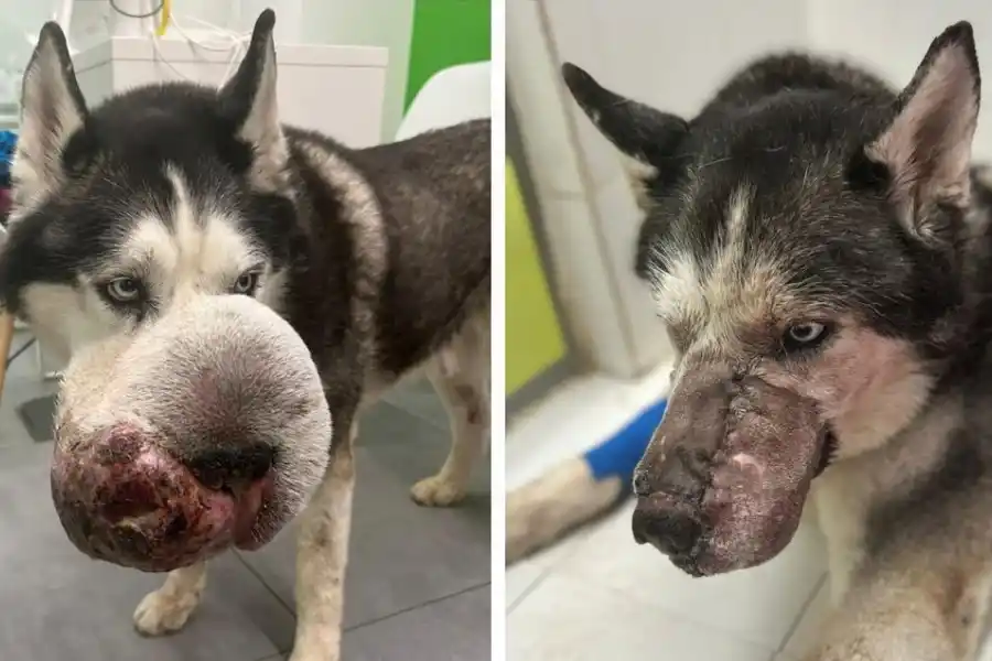 El antes y el después de Rex, el perrito siberiano que tenía un tumor en el hocico