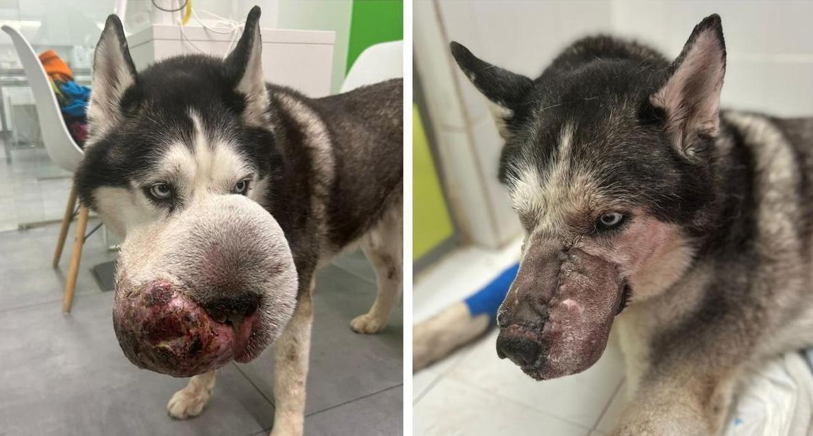 El antes y el después de Rex, el perrito siberiano que tenía un tumor en el hocico