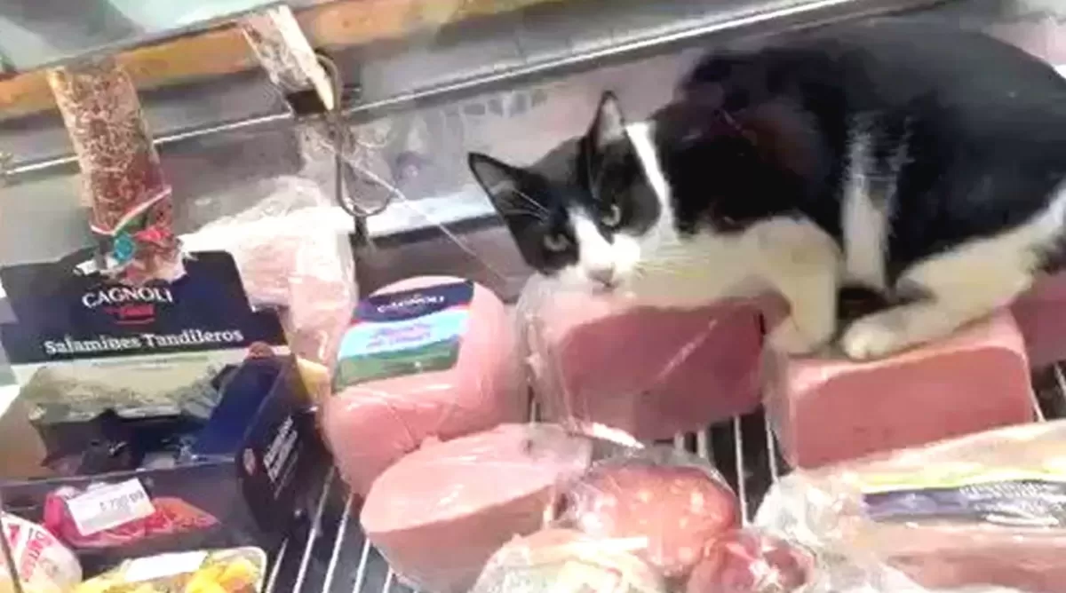Filman a un gato comiendo el jamón en la heladera de una fiambrería 