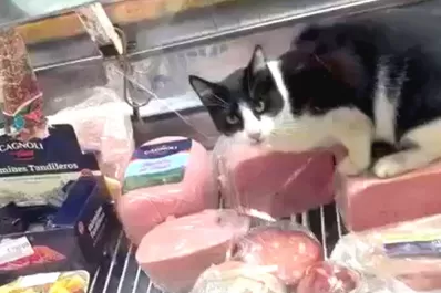 Video: filman a un gato comiendo jamón en la heladera de una fiambrería