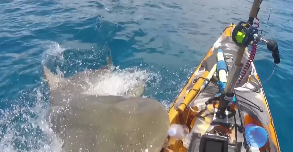 Un tiburón atacó a un pescador en Hawái 