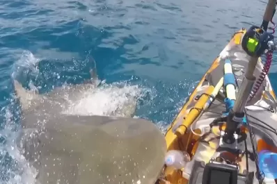 Video: el aterrador momento en que un tiburón sale de agua y ataca a un kayak