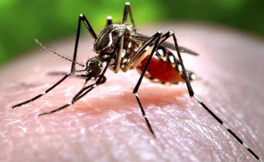 Exhortan a la sociedad a tomar los recaudos necesarios ante el aumento de casos de Dengue.