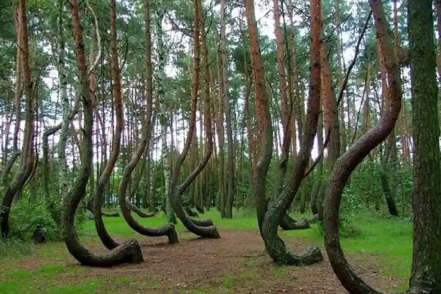 Hoia Baciu, el bosque más embrujado del mundo