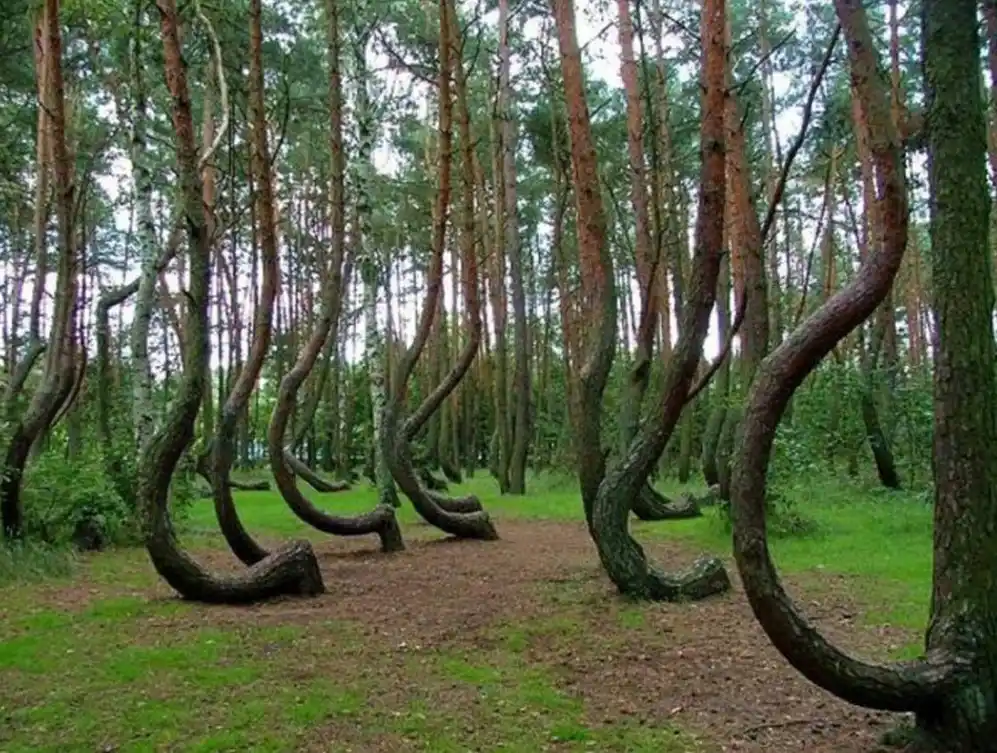 Hoia Baciu, el bosque más embrujado del mundo