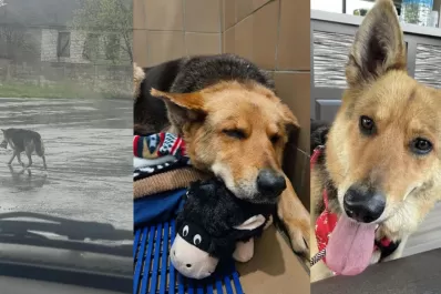Nikki, la perrita callejera que caminó durante meses con la única compañía de un peluche
