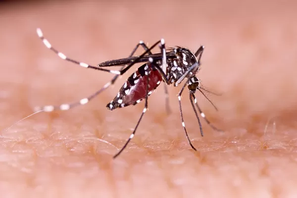 La vacuna contra el dengue llegará a Argentina y el Gobierno nacional analizará la distribución