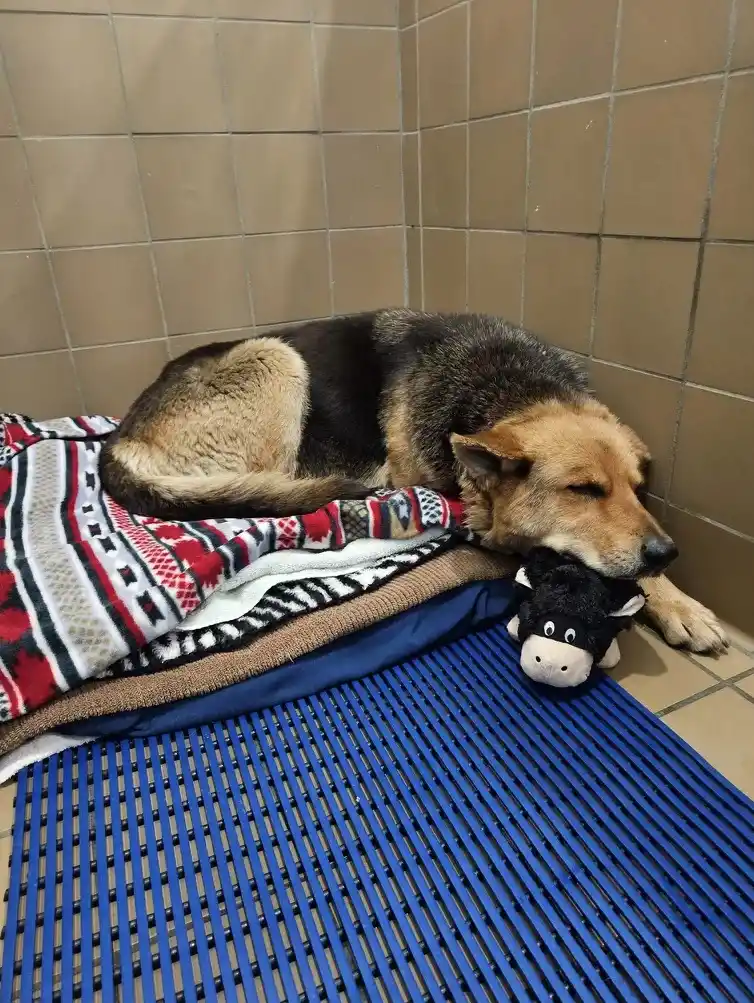 Nikki, la perrita que caminó durante meses con un peluche en el hocico