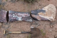 Científicos argentinos descubrieron un dinosaurio herbívoro gigante en la Patagonia