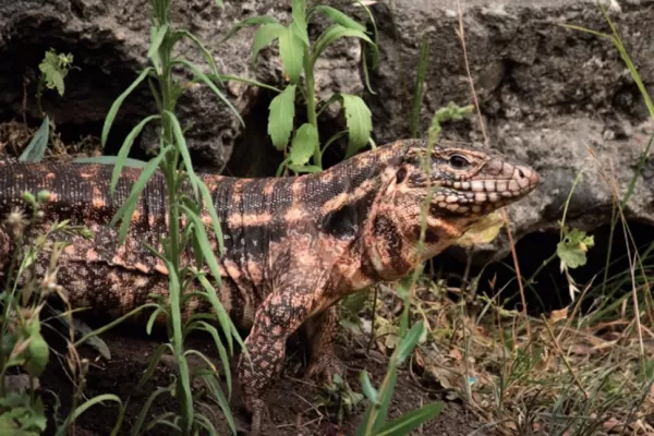 Qué pasó con las iguanas del Jardín Botánico del Instituto Lillo