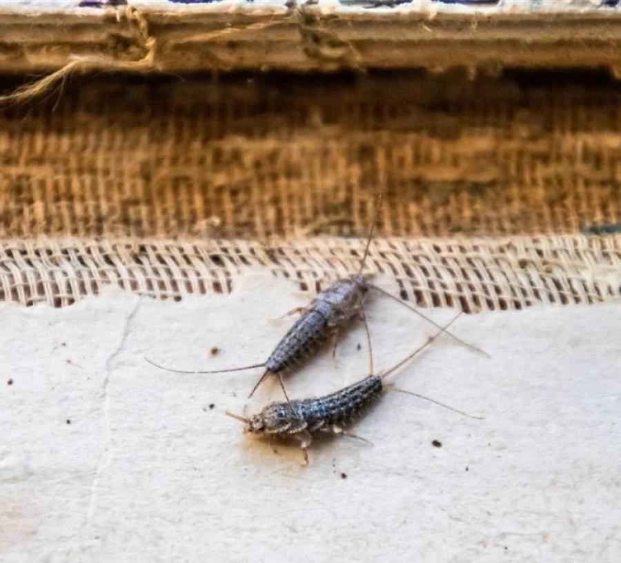 Conocé al “pez de plata”, el insecto que revela que tu casa tiene un problema