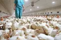 Gripe aviar: ayuda oficial para productores afectados