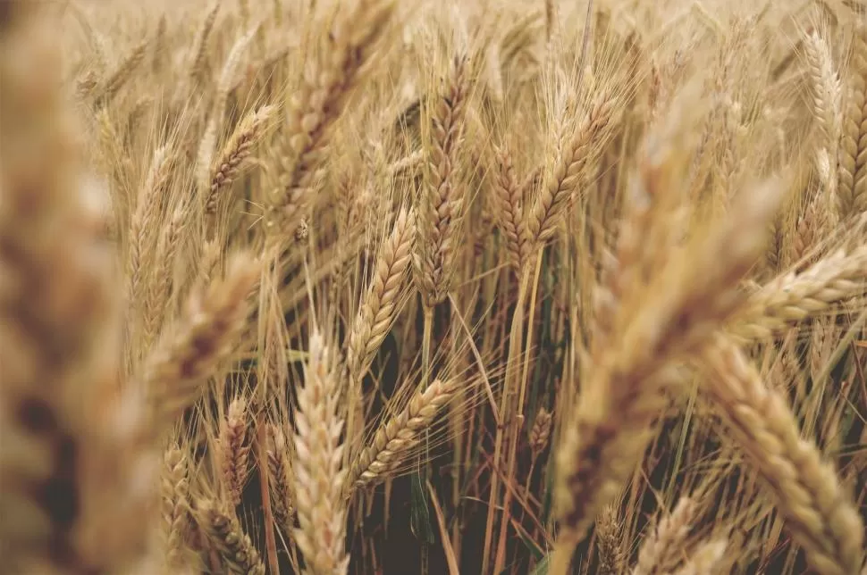PREFERIDA. De acuerdo a los registros de SIMA, la variedad de trigo más sembrada en el país durante la campaña 2022/23 fue nuevamente la Baguette 620. 