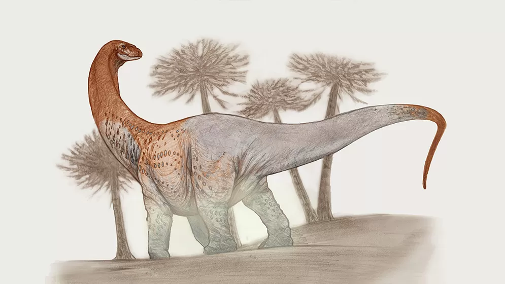 ILUSTRACIÓN. Reconstrucción de cómo habría sido Chucarosaurus en vida. conicet