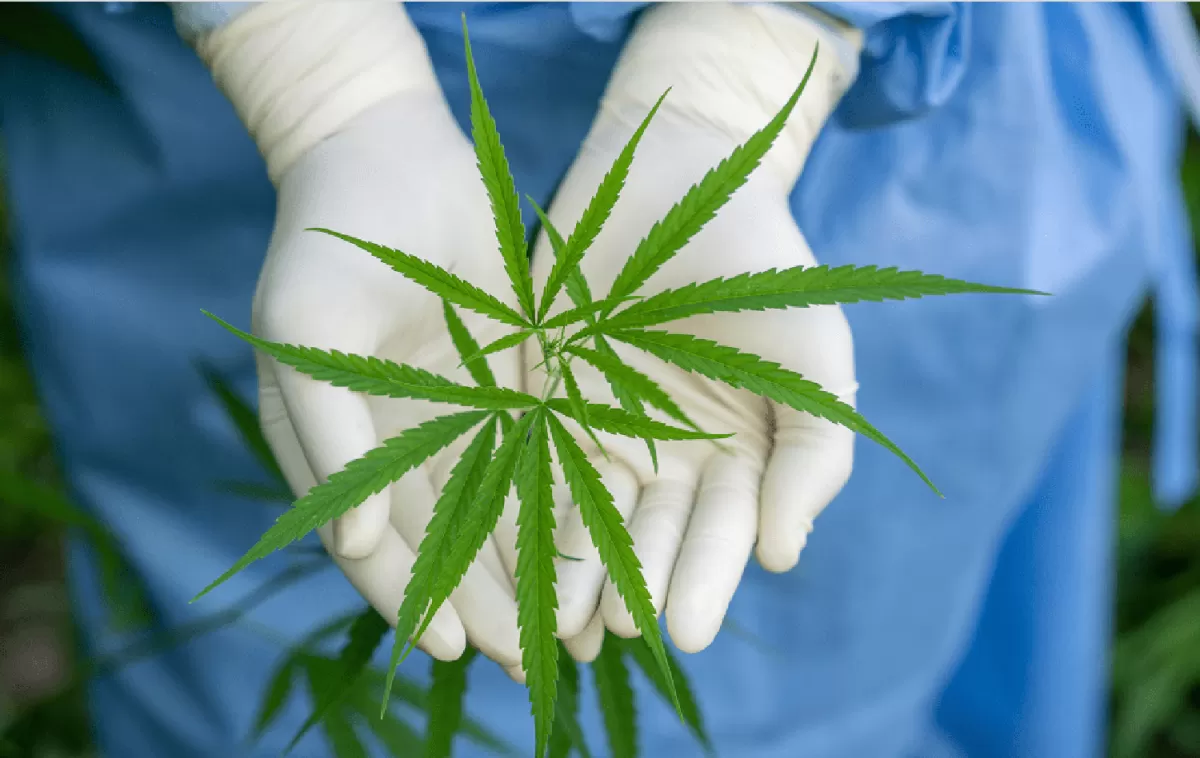 “Pachamama” y “Malvina”: semillas de cannabis con tecnología Conicet