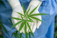 “Pachamama” y “Malvina”: semillas de cannabis con tecnología Conicet