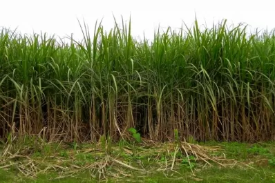 Azúcar: expertos internacionales en comercialización disertarán en Tucumán