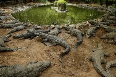 Un hombre murió despedazado por 40 cocodrilos