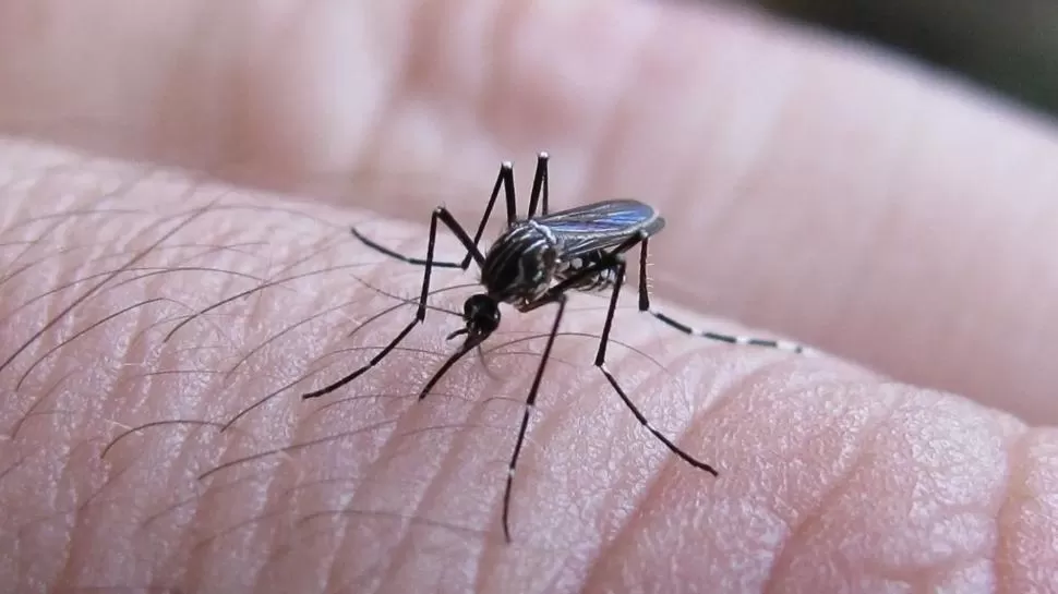 TRANSMISOR DE LA ENFERMEDAD. El mosquito Aedes aegypti se reproduce en recipientes con agua, que suelen estar en los patios de las casas. 