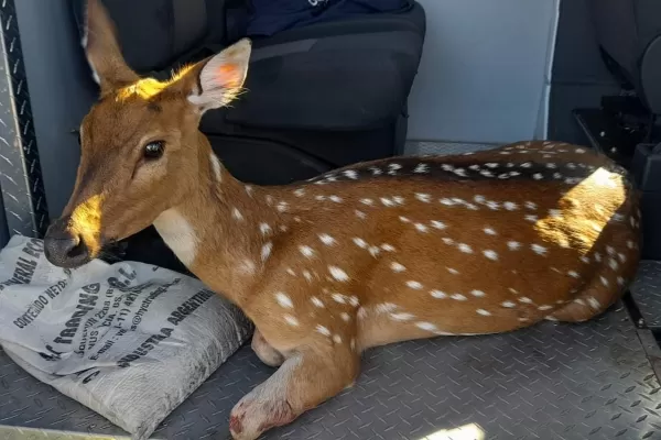 Gendarmes rescataron y asistieron a un ciervo herido