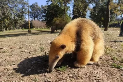 Rescataron a un oso melero en el Timbó Viejo