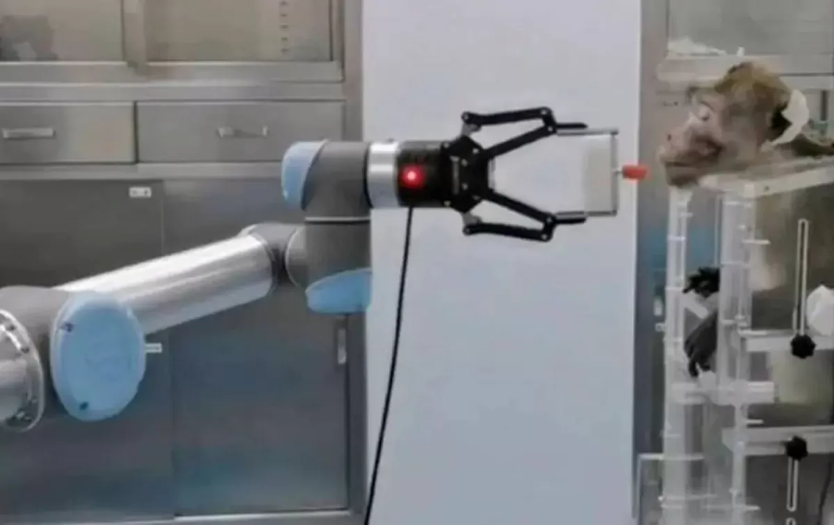 Logran en China que un mono controle un brazo robótico con su cerebro