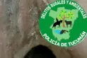 Visto y oído: rescatan a un oso melero