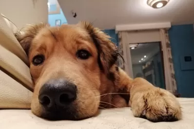 Día Nacional del Perro: por qué se celebra el 2 de junio y quién fue Chonino