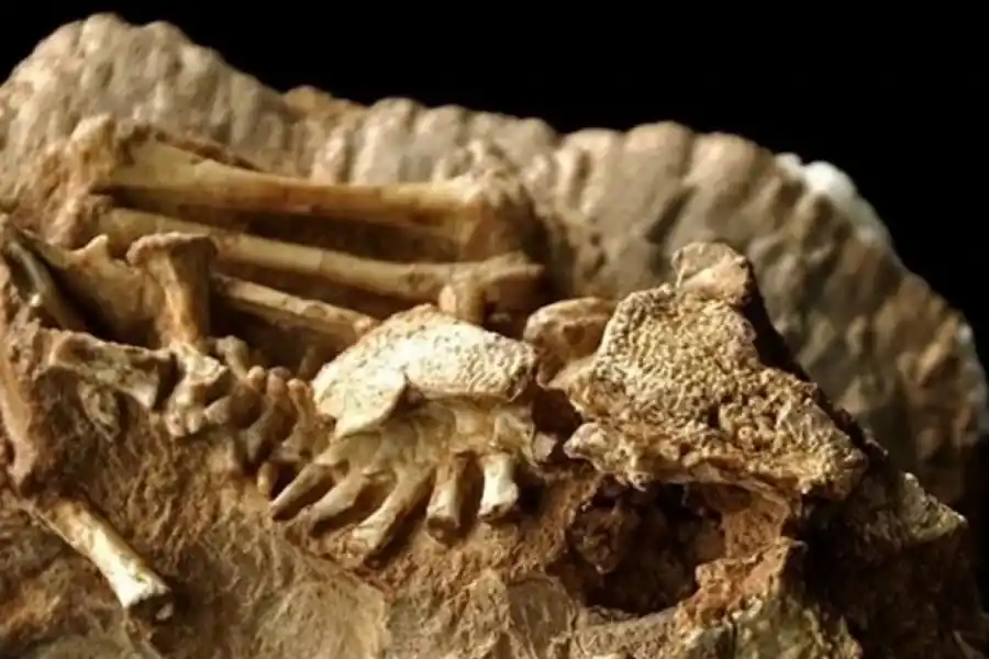 Los restos fósiles fueron hallados en Mendoza.