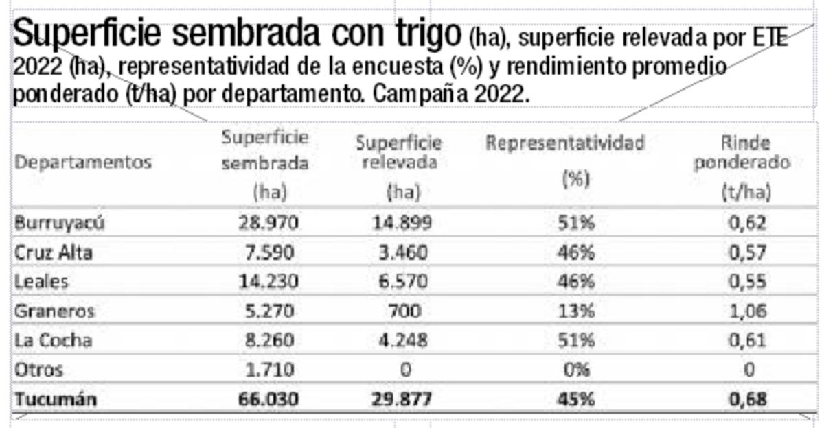 De 2021 al año pasado, el rinde medio del trigo en Tucumán disminuyó casi 0,2 t/ha