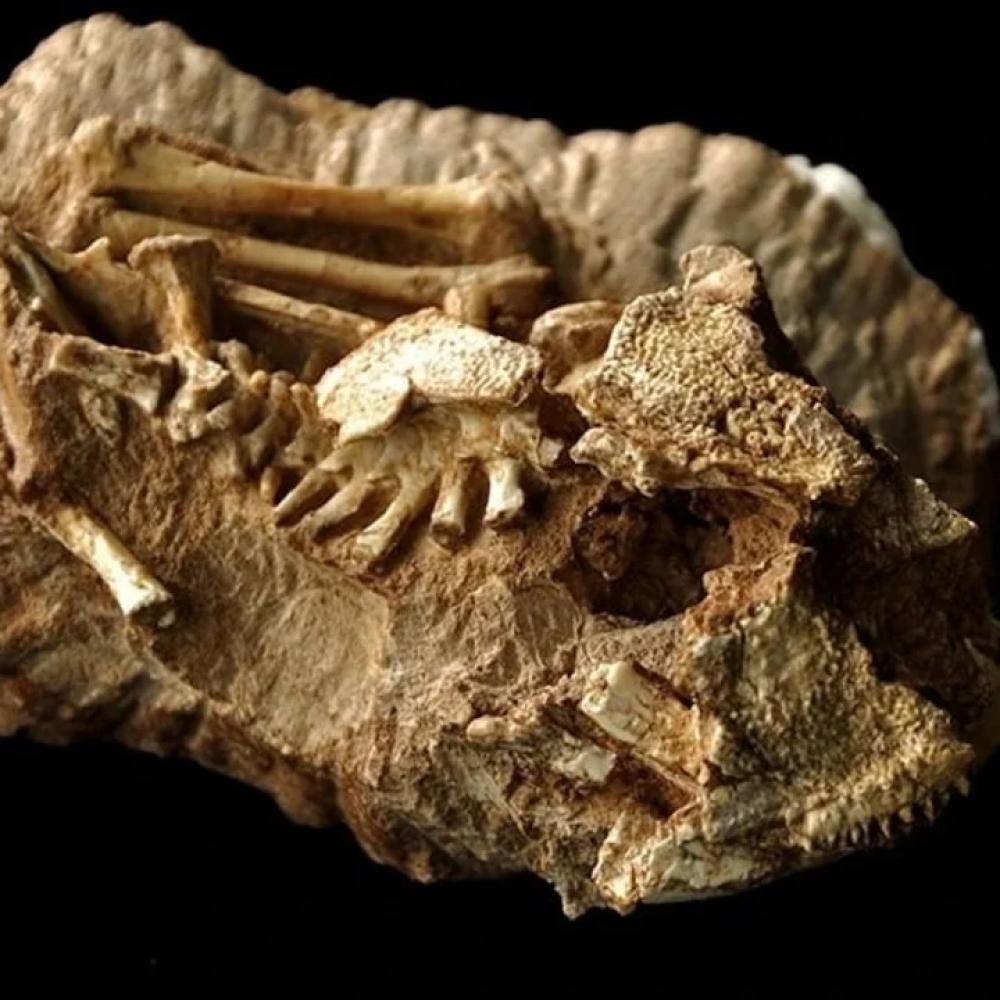 Los restos fósiles fueron hallados en Mendoza.