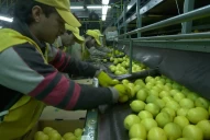 La UE vuelve a admitir limón orgánico argentino