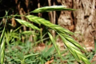 Pulgones y arañuelas, los insectos más frecuentes en el trigo