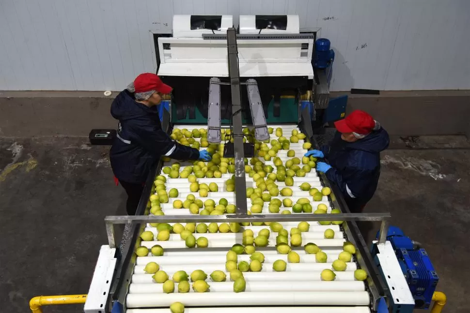 PROCESO DE SELECCIÓN. Los exportadores del citrus tuvieron que modificar el sistema de packing para la producción orgánica de limones.    
