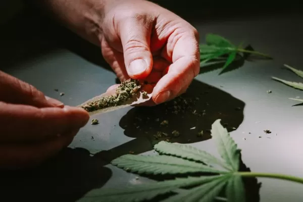 El Gobierno aprobó la inscripción de una semilla de una nueva variedad de cannabis en Argentina