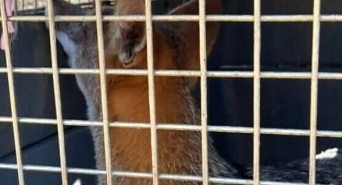 Un ejemplar juvenil de zorro gris que había sido rescatado fue liberado en Tapia
