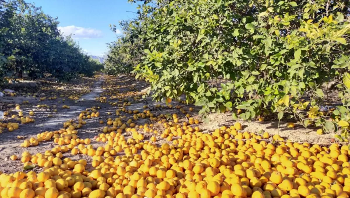 EL TIEMPO APREMIA. La cosecha de limones comienza en todo el país en los primeros días de mayo y se extiende hasta fines de julio
