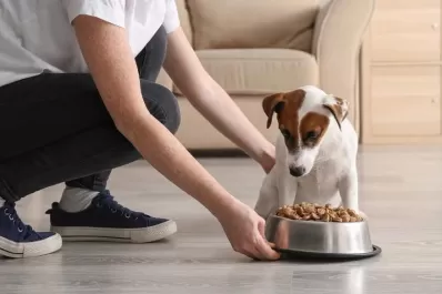 Una empresa española concede una semana de permiso retribuido por el fallecimiento de tu mascota
