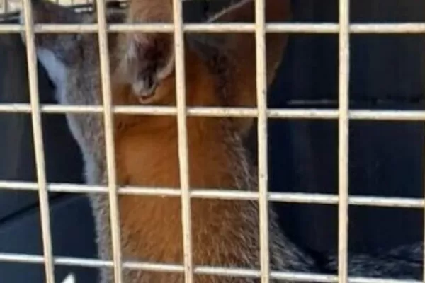 Un ejemplar juvenil de zorro gris que había sido rescatado fue liberado en Tapia