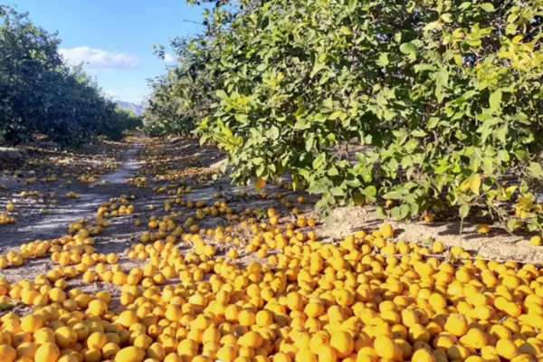 Relevamiento del INTA Famaillá: se redujo la superficie citrícola de Tucumán en 2023