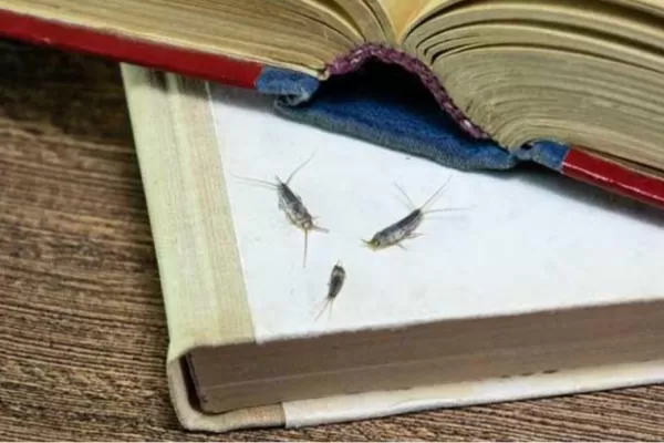 Cómo deshacerte de los “peces de plata”, el insecto que anuncia que tus paredes tienen humedad