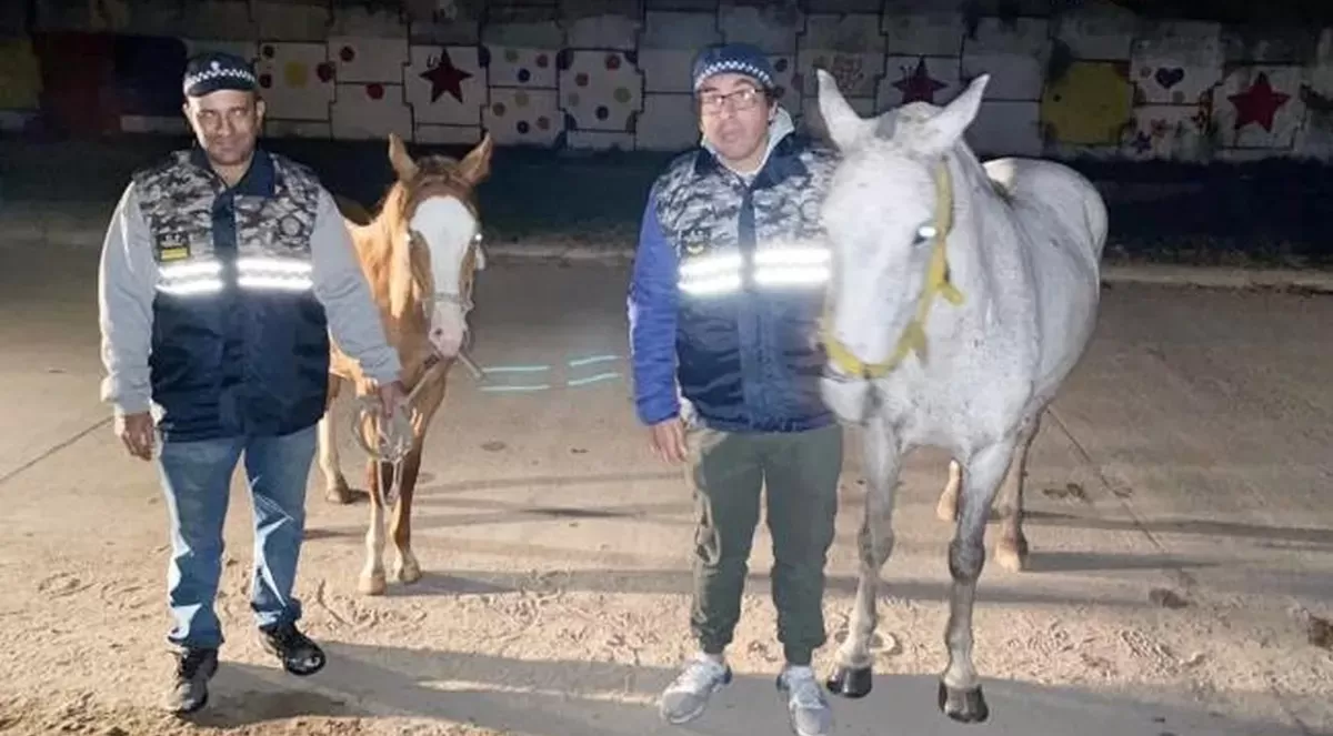 Rescataron a dos caballos que habían sido robados