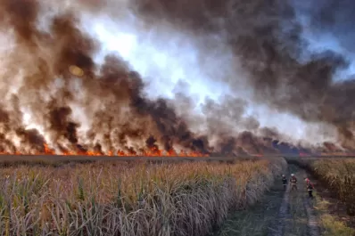 Los beneficios de la cosecha en verde son los principales aliados contra la quema de caña